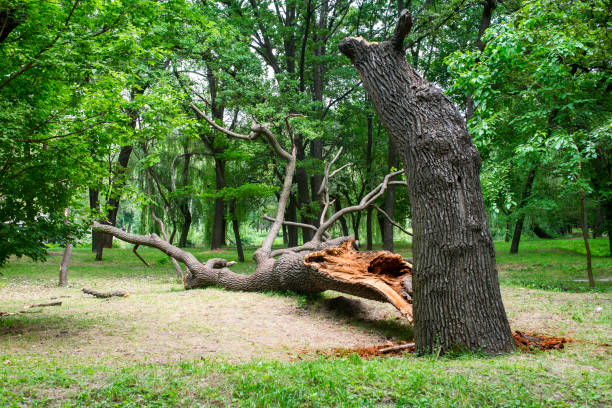 Reliable Mount Pleasant, TX Tree Care Solutions